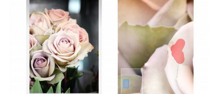 15 простых советов, как фотографировать цветы