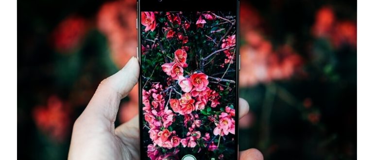 Flora Incognita — полезное приложение для растений