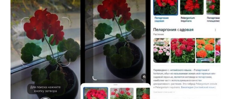 Определить, какое это растение через Google Lens.