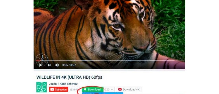 Как скачать видео с ВК: 4 простых